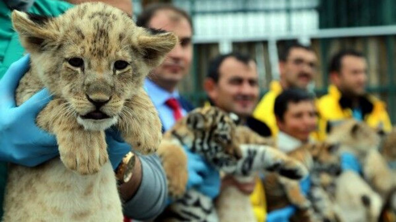 Anadolu Harikalar Diyarı’ndaki Hayvanat Bahçesi’nde dört aslan ve üç kaplan yavrusu dünyaya geldi