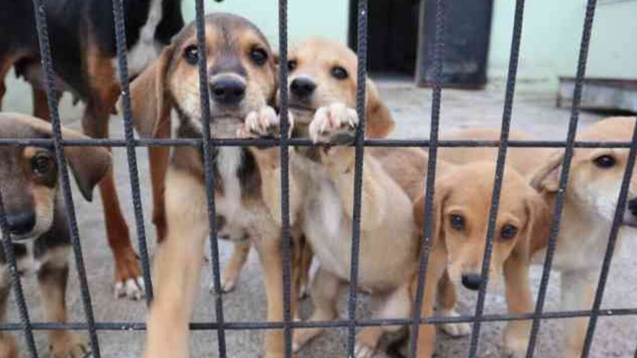 Nasıl Çözülecek Bu Mesele?