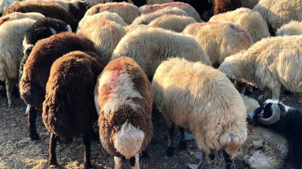 Kayseri'de kurbanlık fiyatları belli oldu! Alırken nelere dikkat edilmeli?