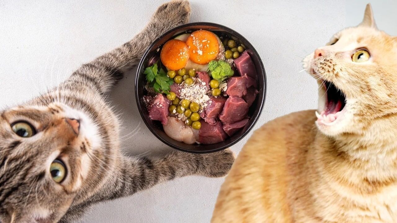 Minik Dostlarımız İçin Ev Yapımı 5 Farklı Kedi Maması Tarifi