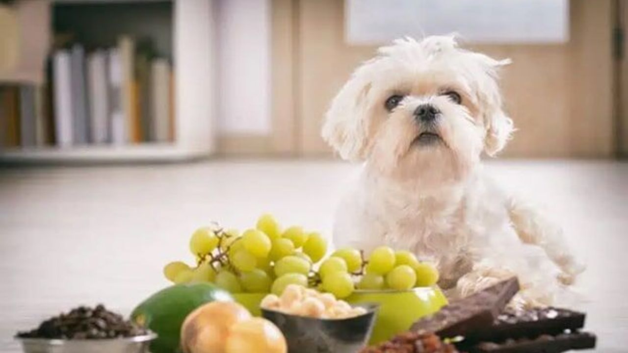Köpeklerin Asla Yememesi Gereken 10 Yiyecek