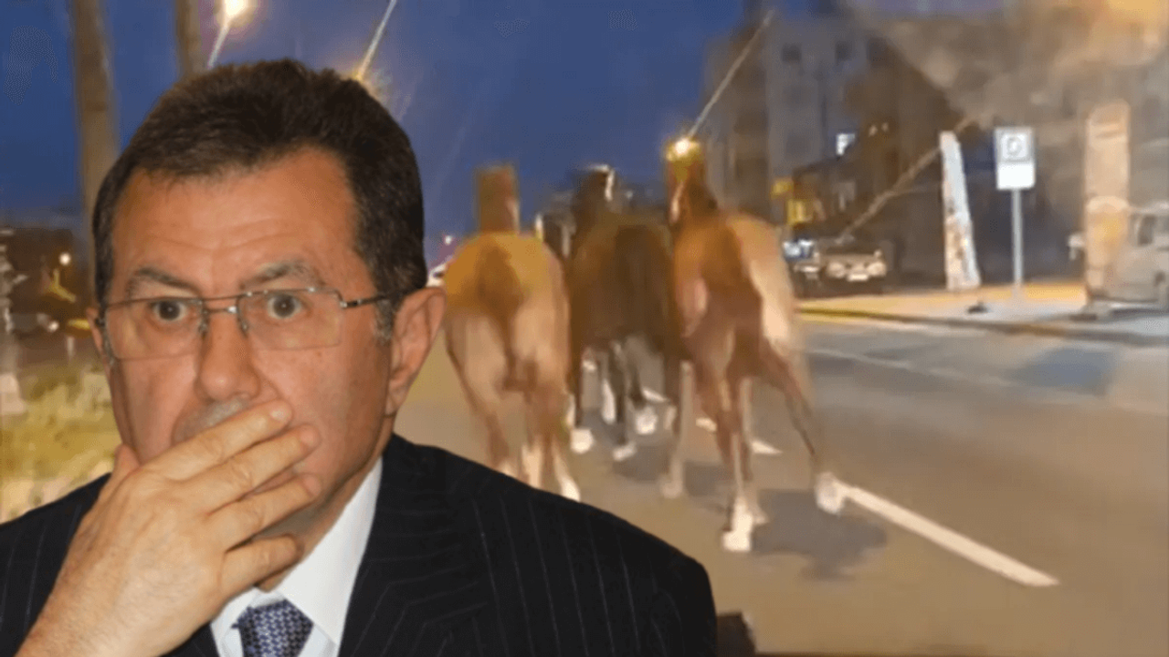 Kaçak yarış atları ortalığı birbirine kattı! Sahibi, bir dönemin en zengin iş adamı çıktı!