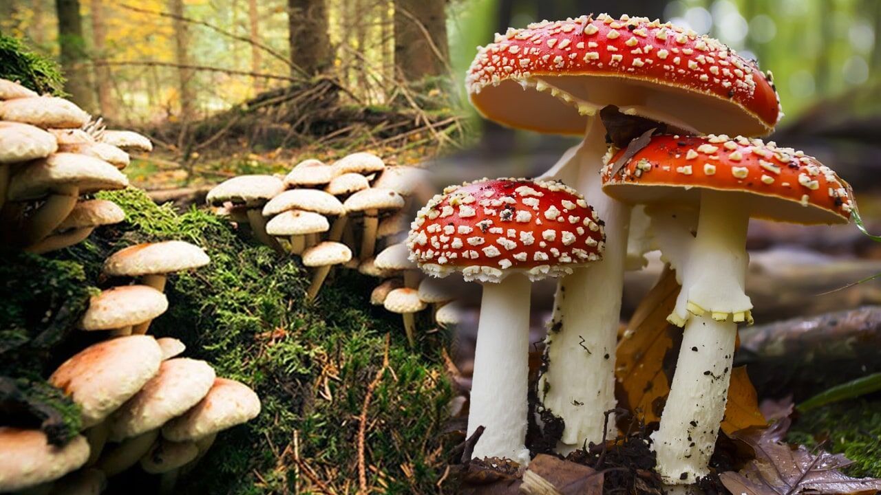 Doğada Bulduğumuz Her Mantarı Yiyebilir Miyiz? Zehirli Mantarlar Nasıl Ayırt Edilir?