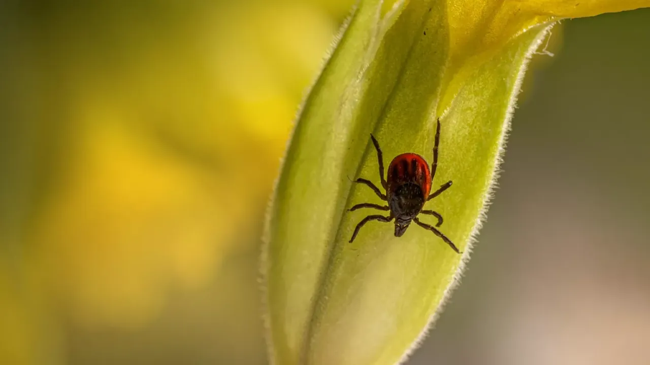 Keneler eve bu yüzden giriyor: Uzmanlar önlem alın dedi