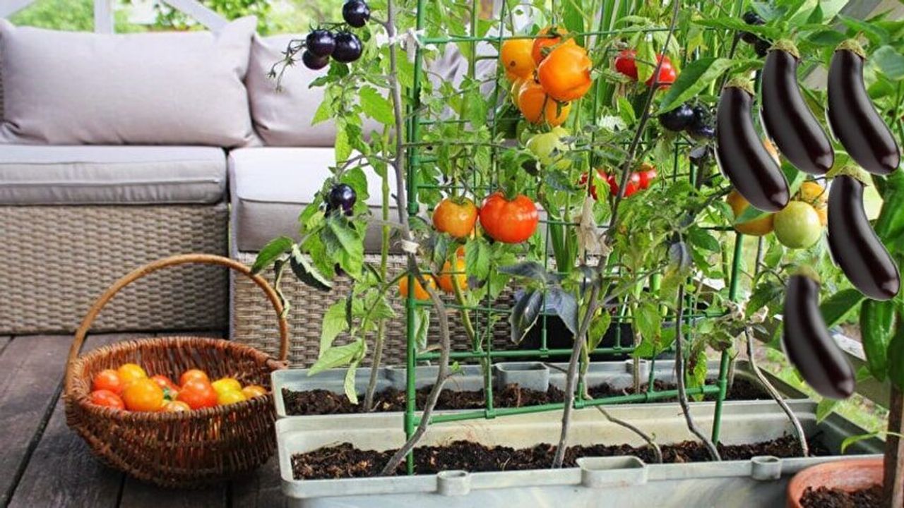 Evimizde Yetiştirebileceğimiz Sebze Ve Meyveler