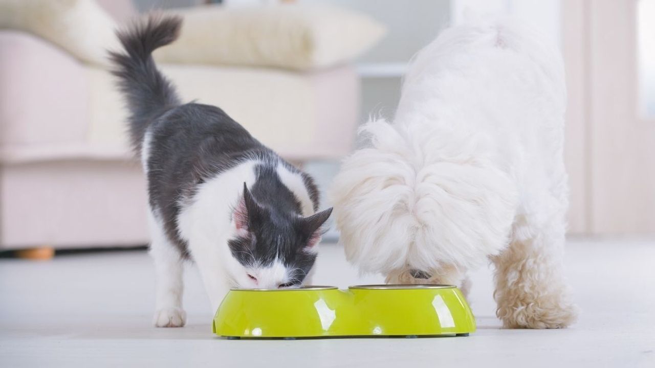 Evinde kedi besleyenlerin asla yapmaması gereken şey açıklandı