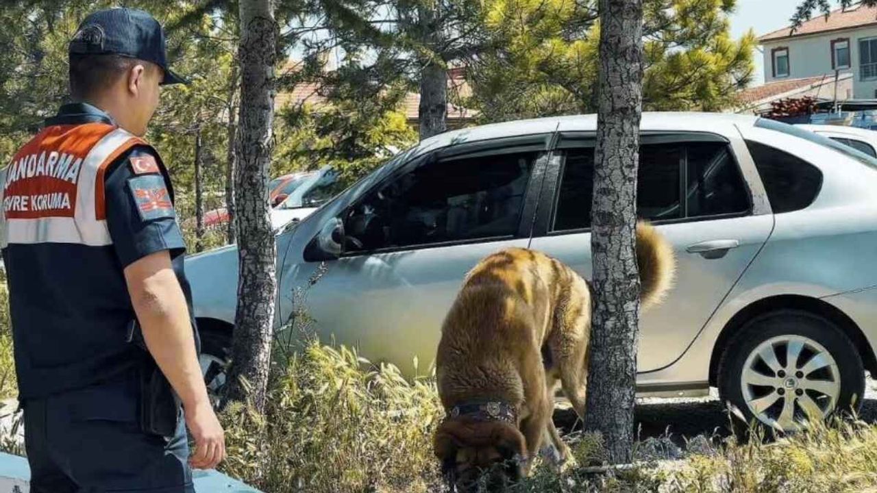 Kayseri'de köpek dövüştüren şahıslara operasyon! 8 Kişi gözaltına alındı