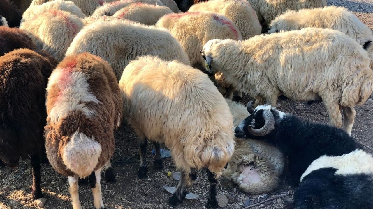 Kayseri'de üreticilere can suyu! Satılmayan kurbanlıkları o kurum alacak