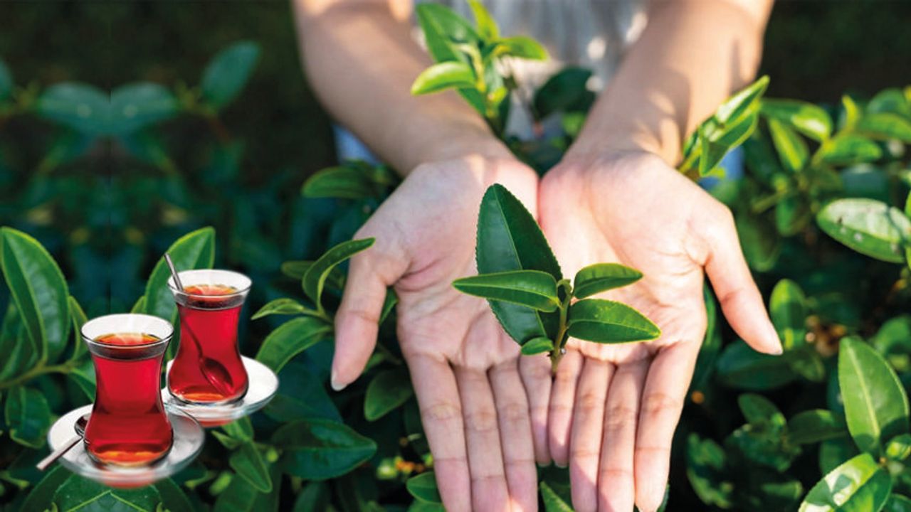 Her Gün İçtiğimiz Çayın Sağlığımıza Faydası