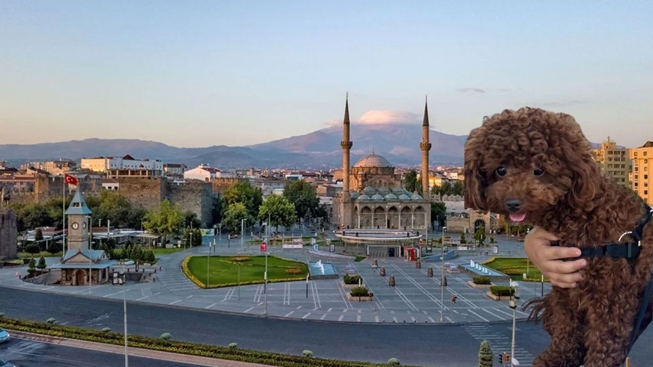 Kayseri'de bu köpeği bulana ödül! Bakın ne kadar verecekler?