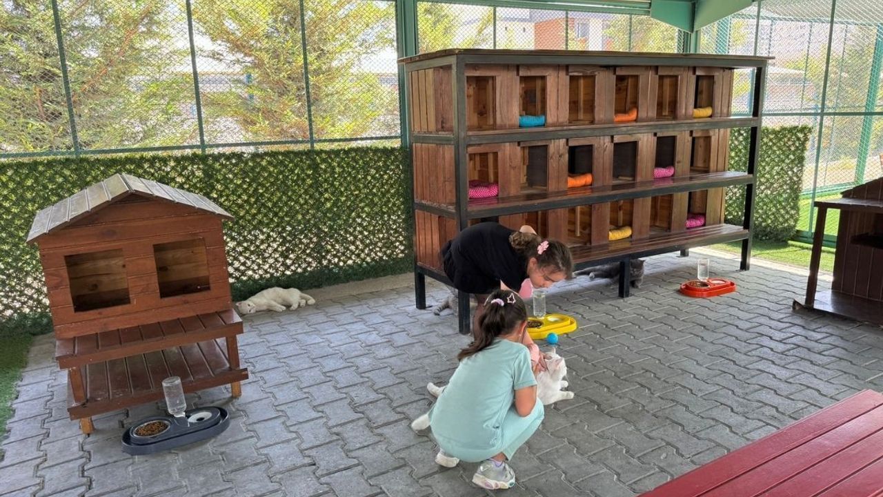 Kayseri'deki kedi kasabasında yaz tatili coşkusu!