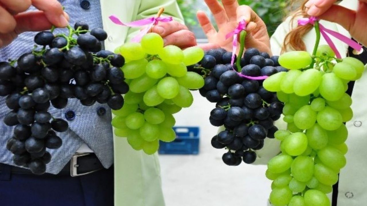 15 tane yeter! Üzümün azı karar, çoğu zarar olabilir