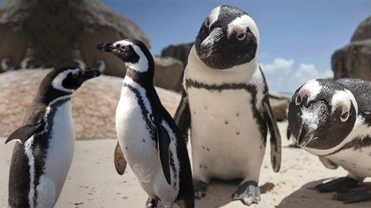 Nesli Tehdit Altındaki Canlılar