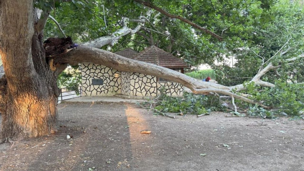 Piknik keyfi faciaya döndü! Ağaç dalı vatandaşların üzerine devrildi!