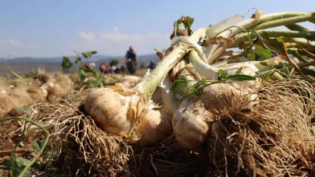 Sıfır masrafla günde kaç para kazandığını duyunca çok şaşıracaksınız
