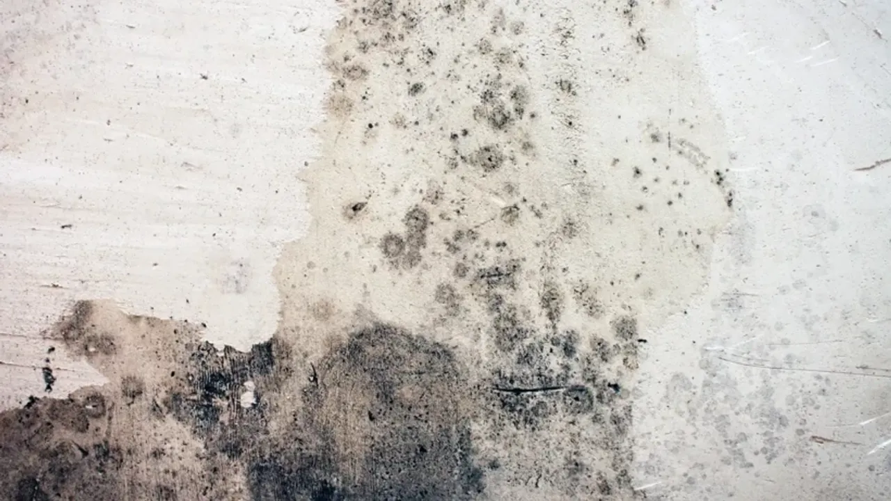 Evdeki küf sorununu kolay yoldan çözmenin yolu açıklandı