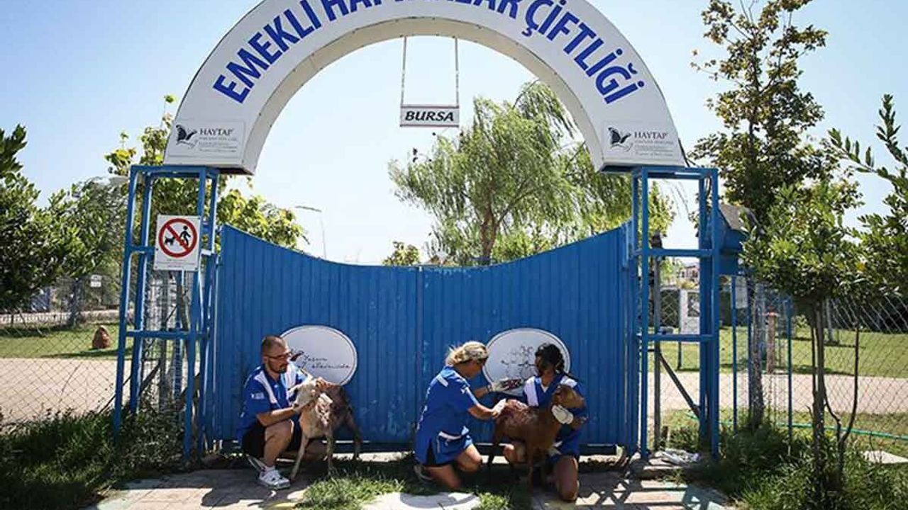Yangında yaralanan hayvanlar emekli hayvanlar çiftliğine