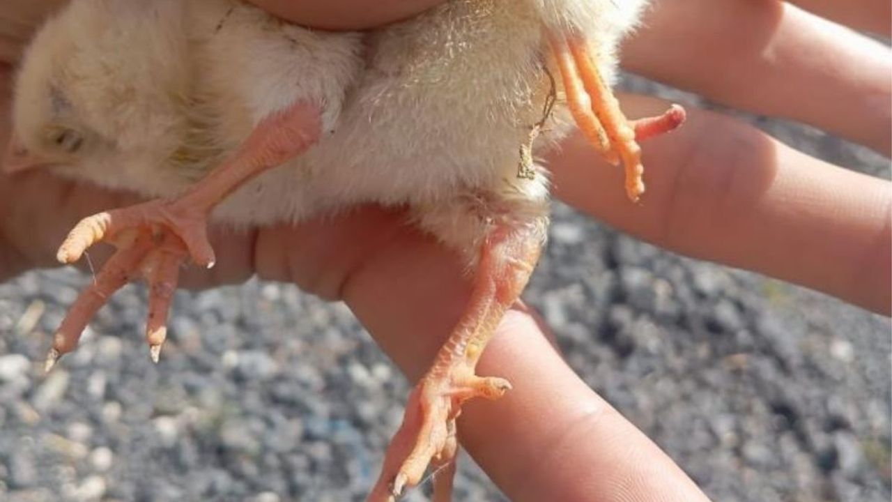 Görenler hayrete düştü: Yumurtadan 4 ayaklı civciv çıktı