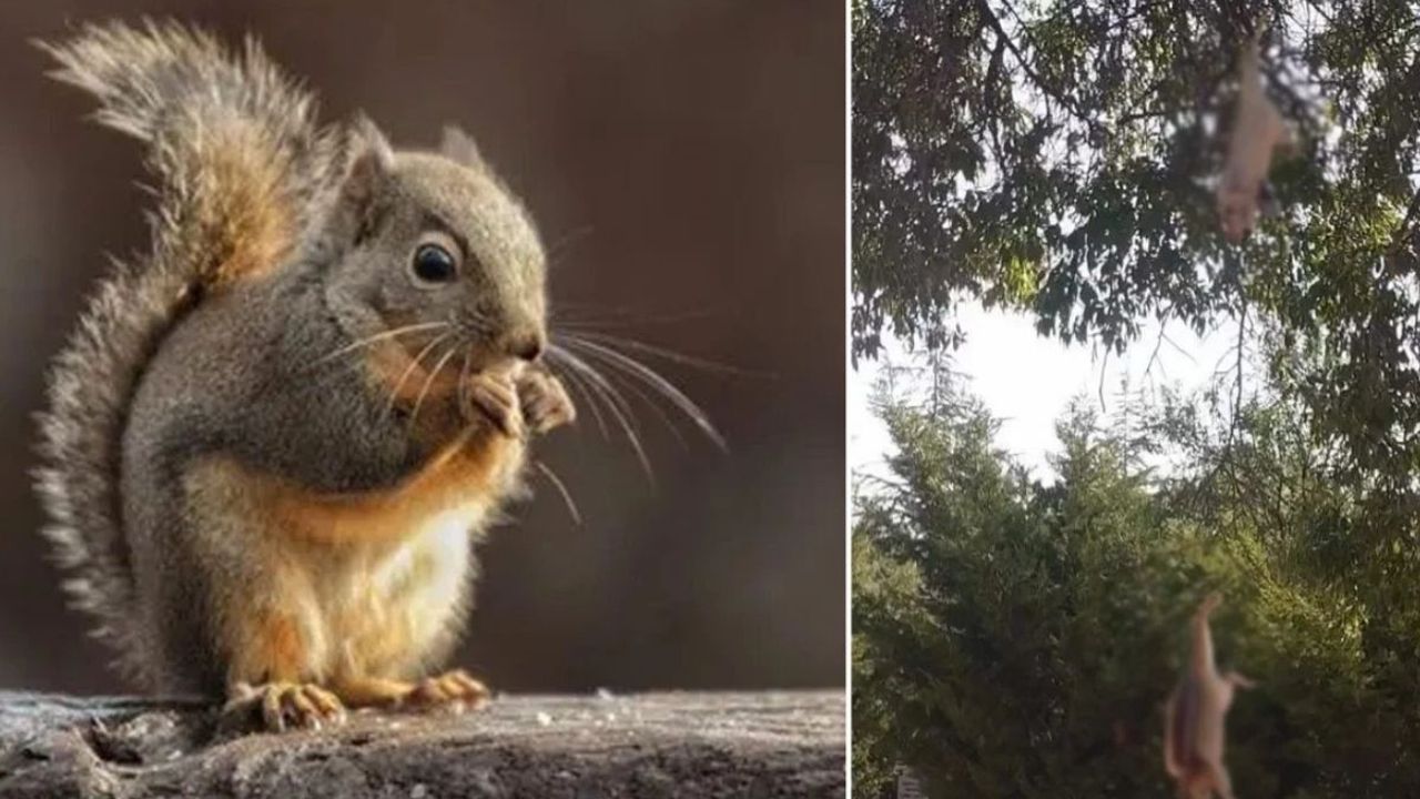 Hayvana şiddetin yeni kurbanları! Ağaca asılan sincaplar
