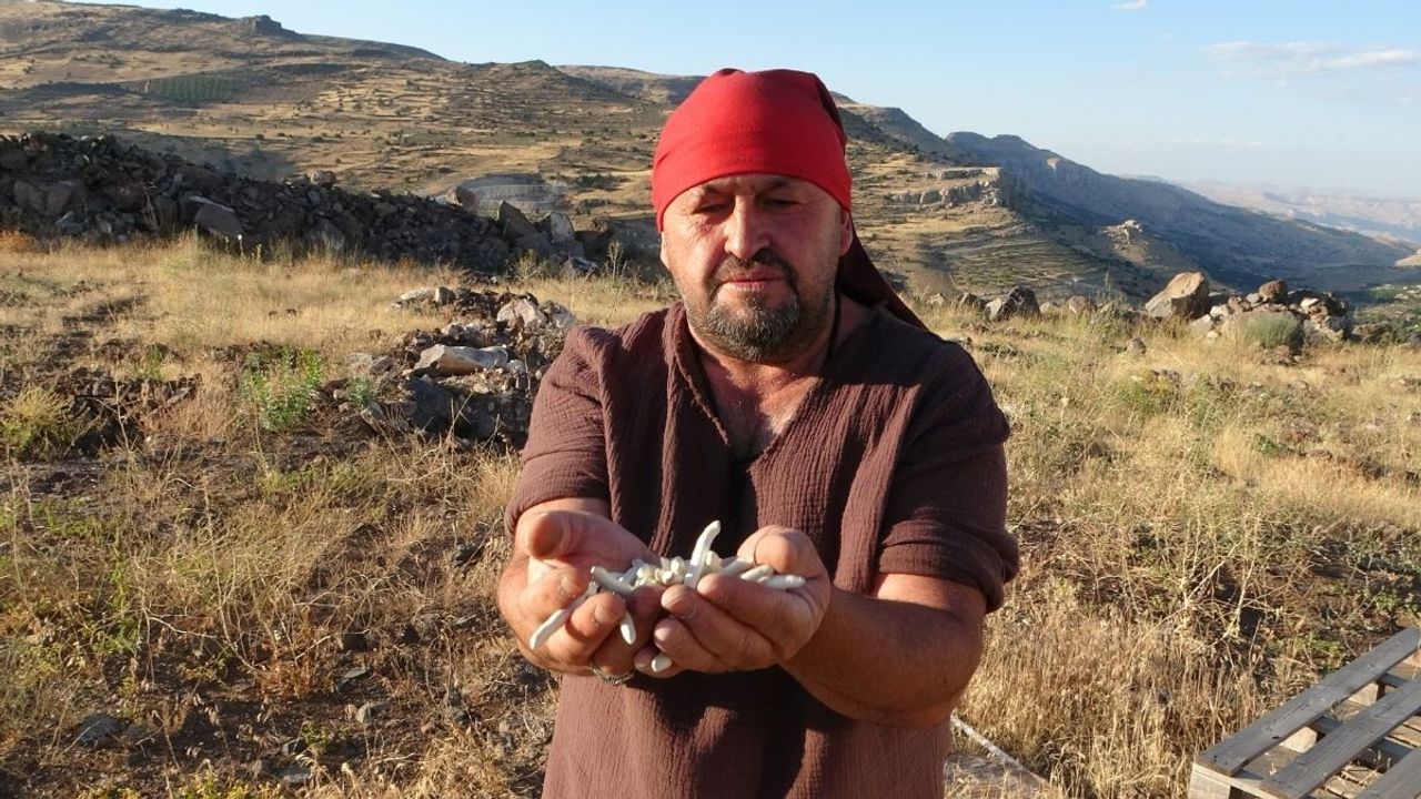 Dağda bahçede her yerde var kilosu 10 bin TL!