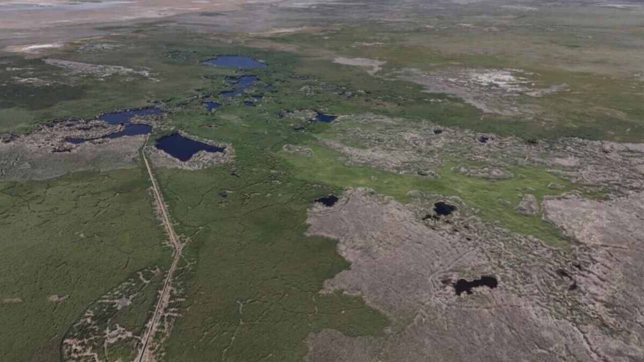 Kuş cenneti alarm veriyor! Sultan Sazlığı'nda artık su değil tilkiler var