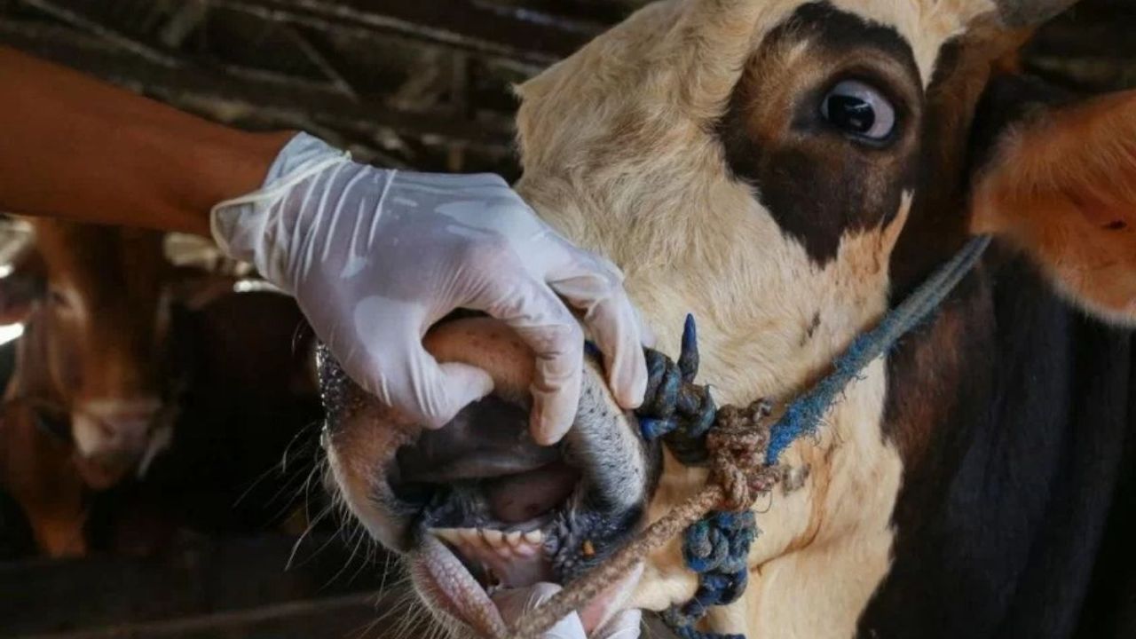 Veteriner Hekimler Odası Başkanı Köse’den Şap Hastalığı Uyarısı: İnsanlara Bulaşabiliyor, Risk Altındakiler Dikkat!