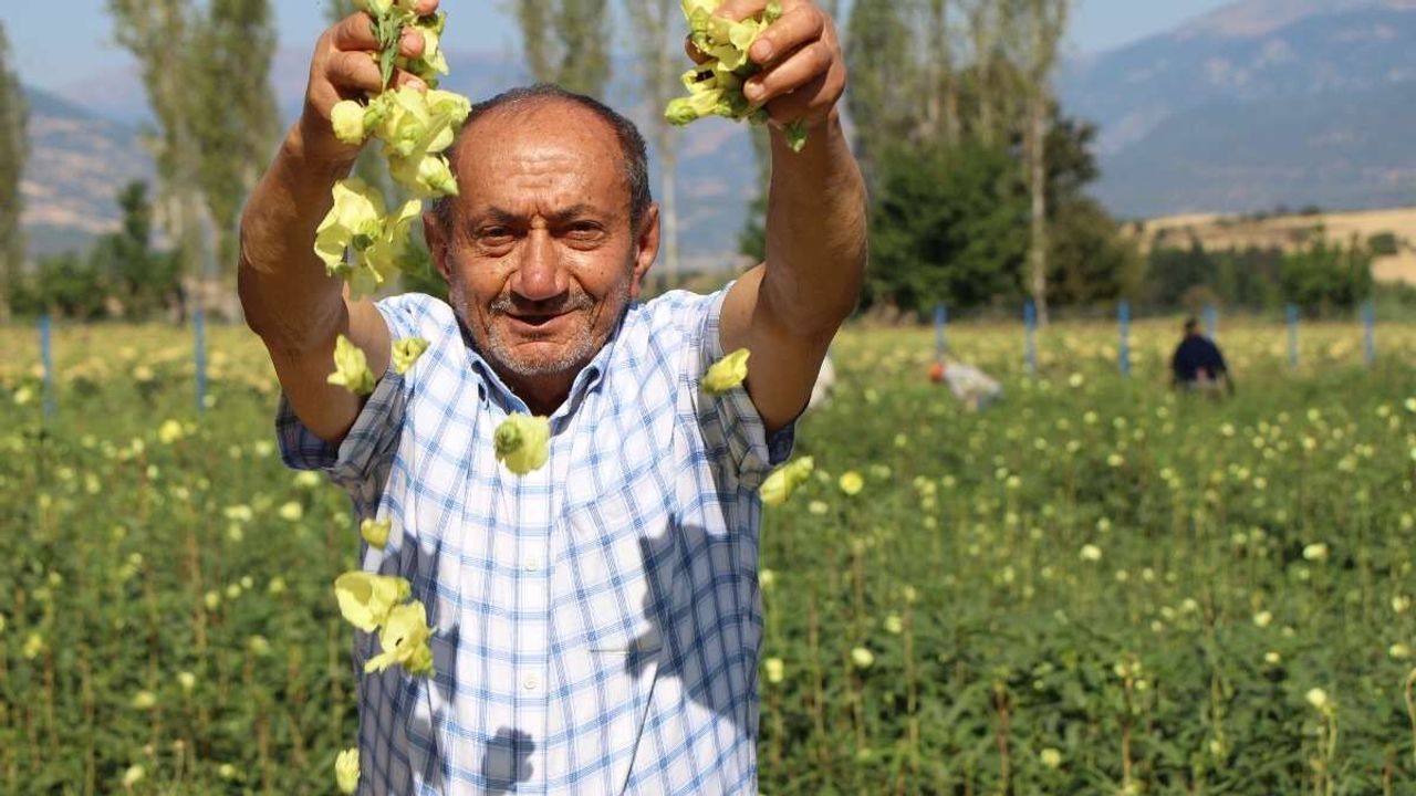 Kayseri'de çok tüketiliyordu! Tescilli bamyaya rakip çıktı