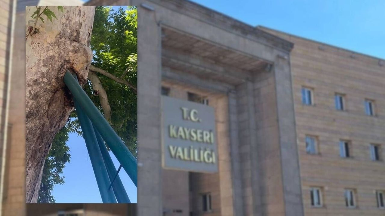 Yıkılmadı ama ayakta da değil: Kayseri Valiliği'nin önündeki ağaç direniyor!
