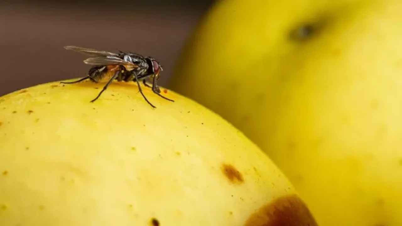 Üzerine sinek konan yiyecek daha sonra yenir mi? Uzmanlar açıkladı