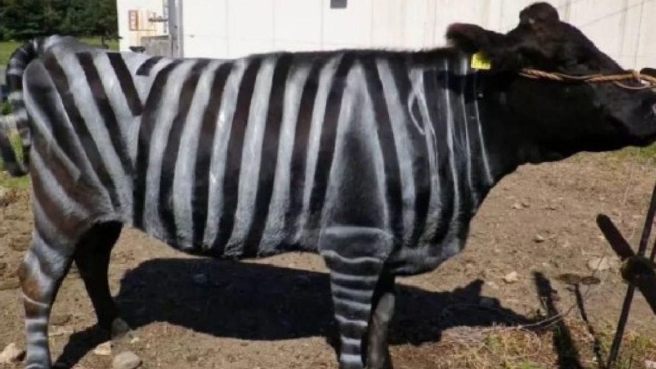 Kayseri’de çiftçilere örnek olacak yöntem: İnekler zebra gibi boyandı