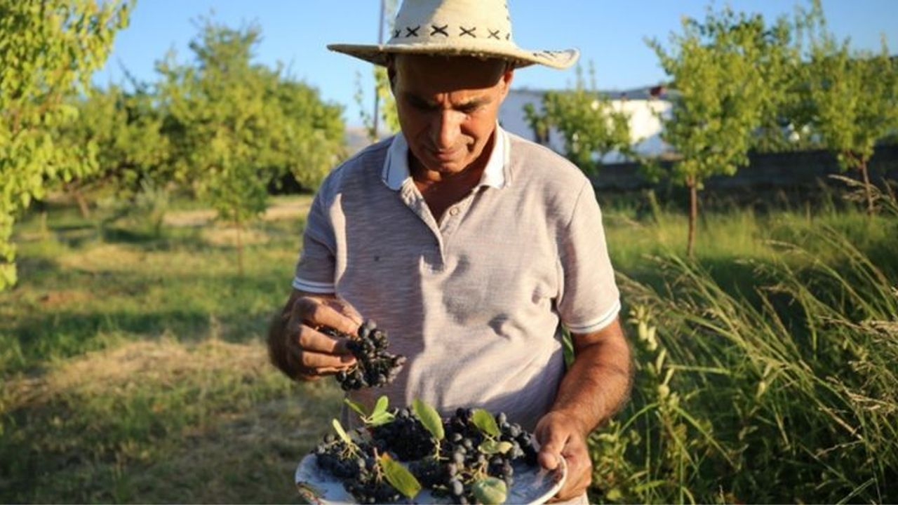 Kanser hastalarına ücretsiz dağıtılacak!