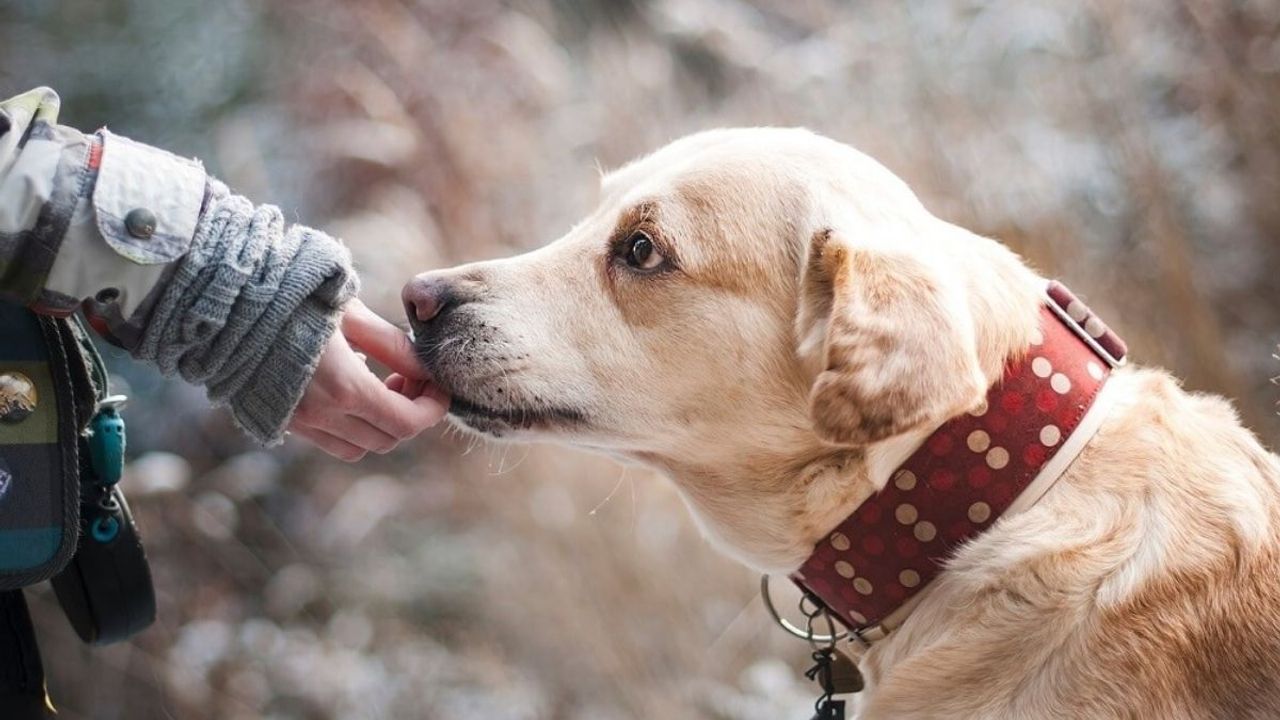 Kahramanmaraş’ta korkunç olay: 75 yaşındaki cani üç köpeği katletti!