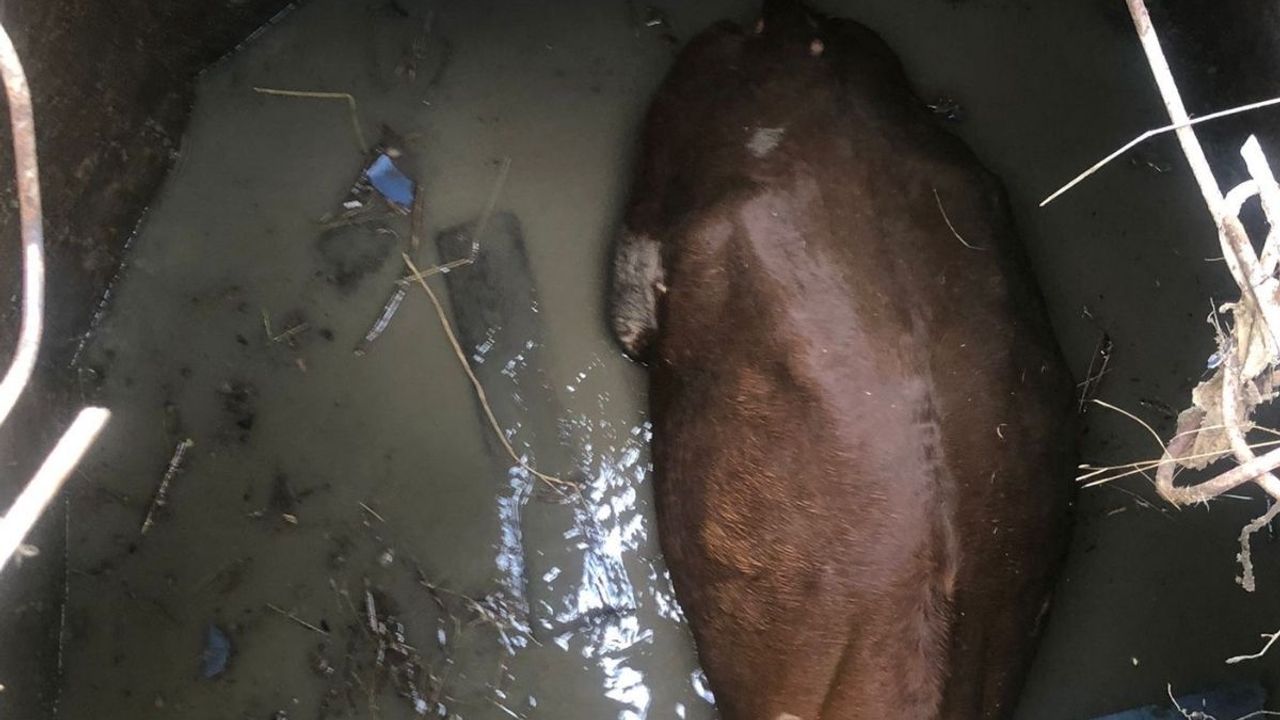 Yozgat’ta kuyuya düşen inek, iş makinesiyle kurtarıldı