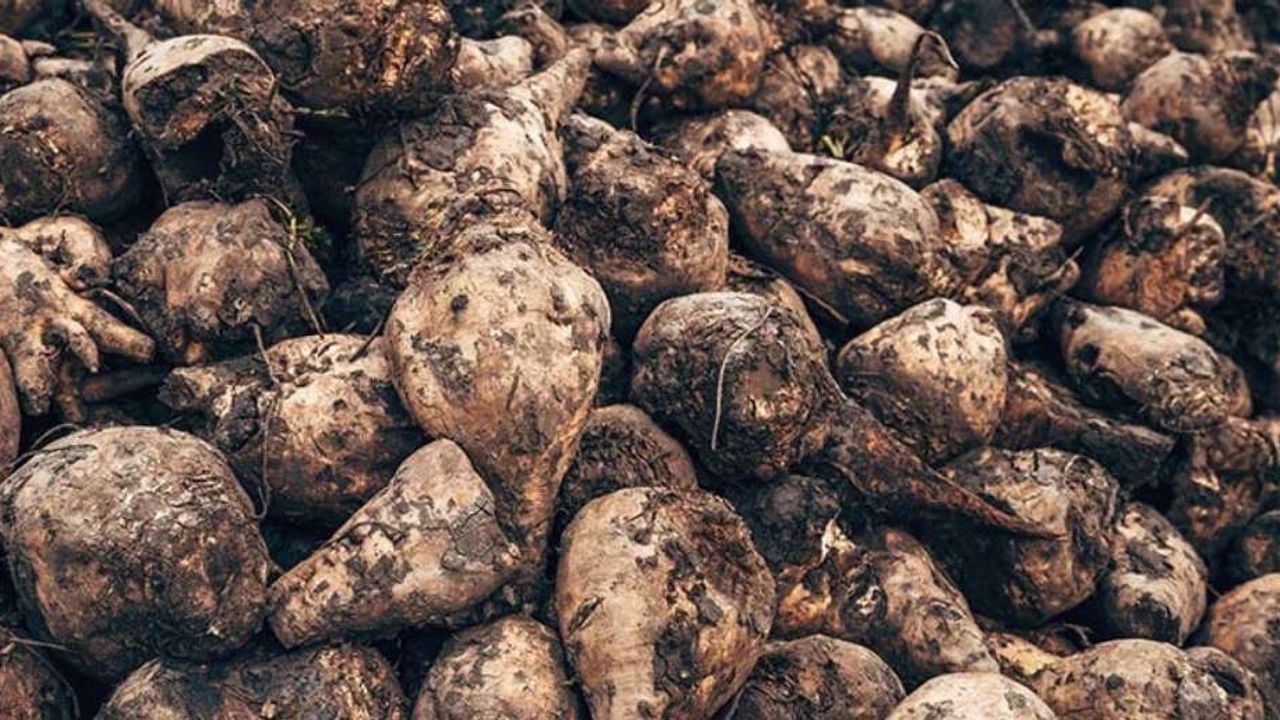 Şeker pancarı 2025-2026 üretim yılı alım fiyatı açıklandı!