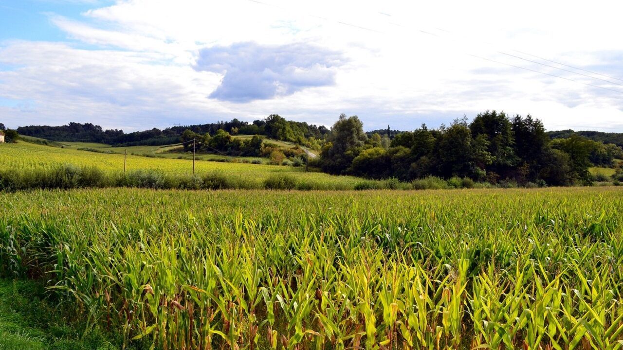 Kayseri'de dev satış: 20 dönüm alan resmen bu fiyata verilecek
