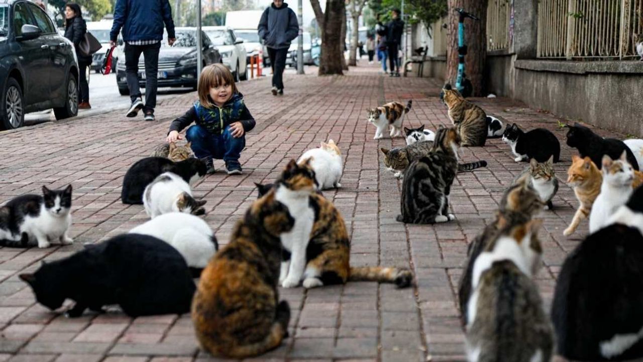 HAYFED’den Bakanlıklara suç duyurusu: 'Genelgeler hayvan haklarına aykırı'
