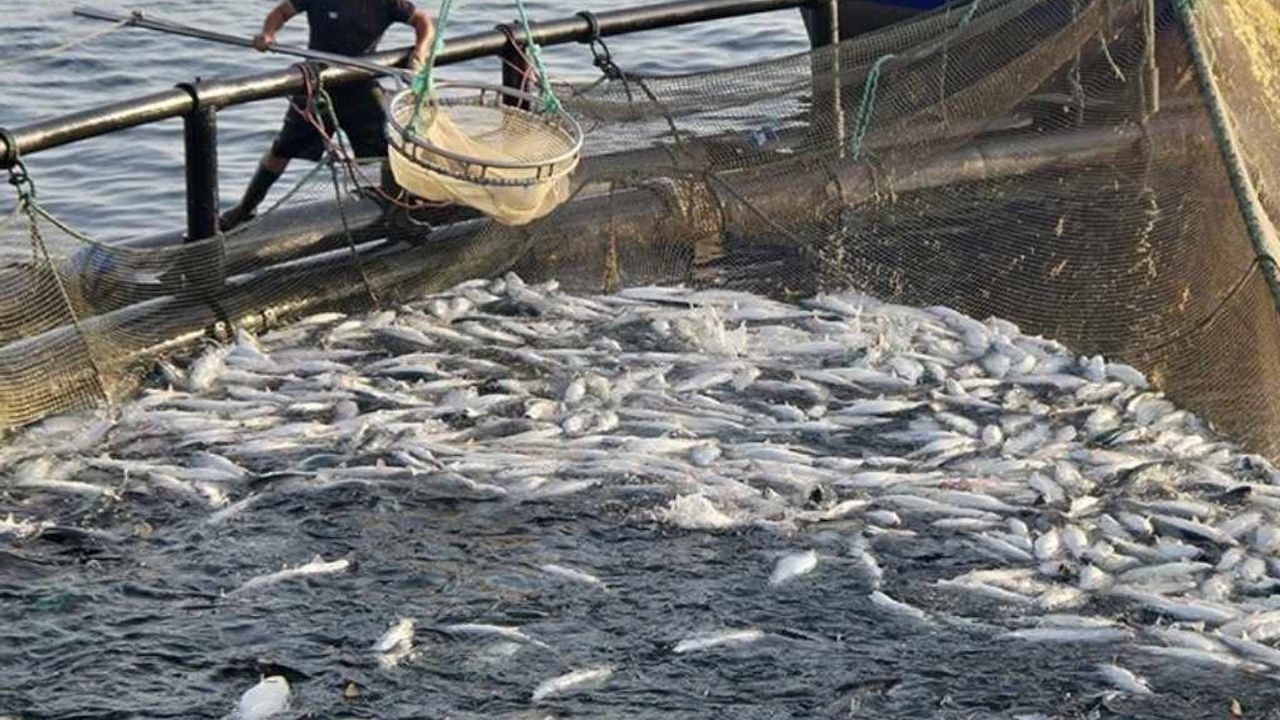 Yamula’da Türk somonu hasadı başladı!