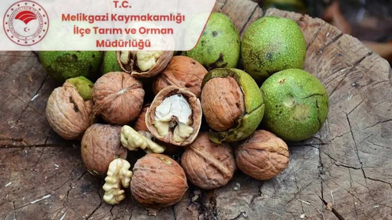 Kilosu el yakıyor! Melikgazi’de ceviz yetiştiriciliği kursu başladı