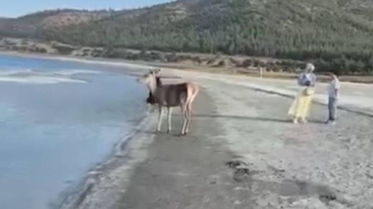 Nesli tehlike altındaki kızıl geyik, Salda Gölü’nde vatandaşlarla buluştu