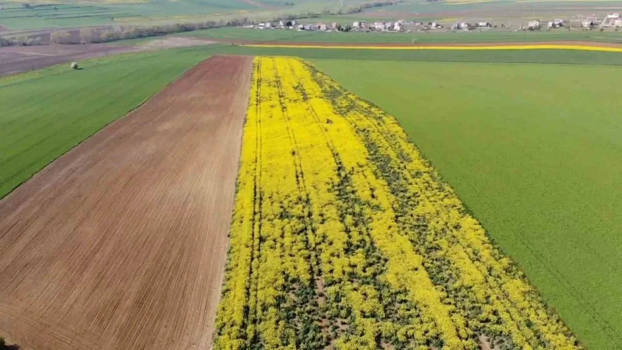 Kayseri'de tarla sahibi olma şansı: Bu nedenle yarı fiyata satılacak