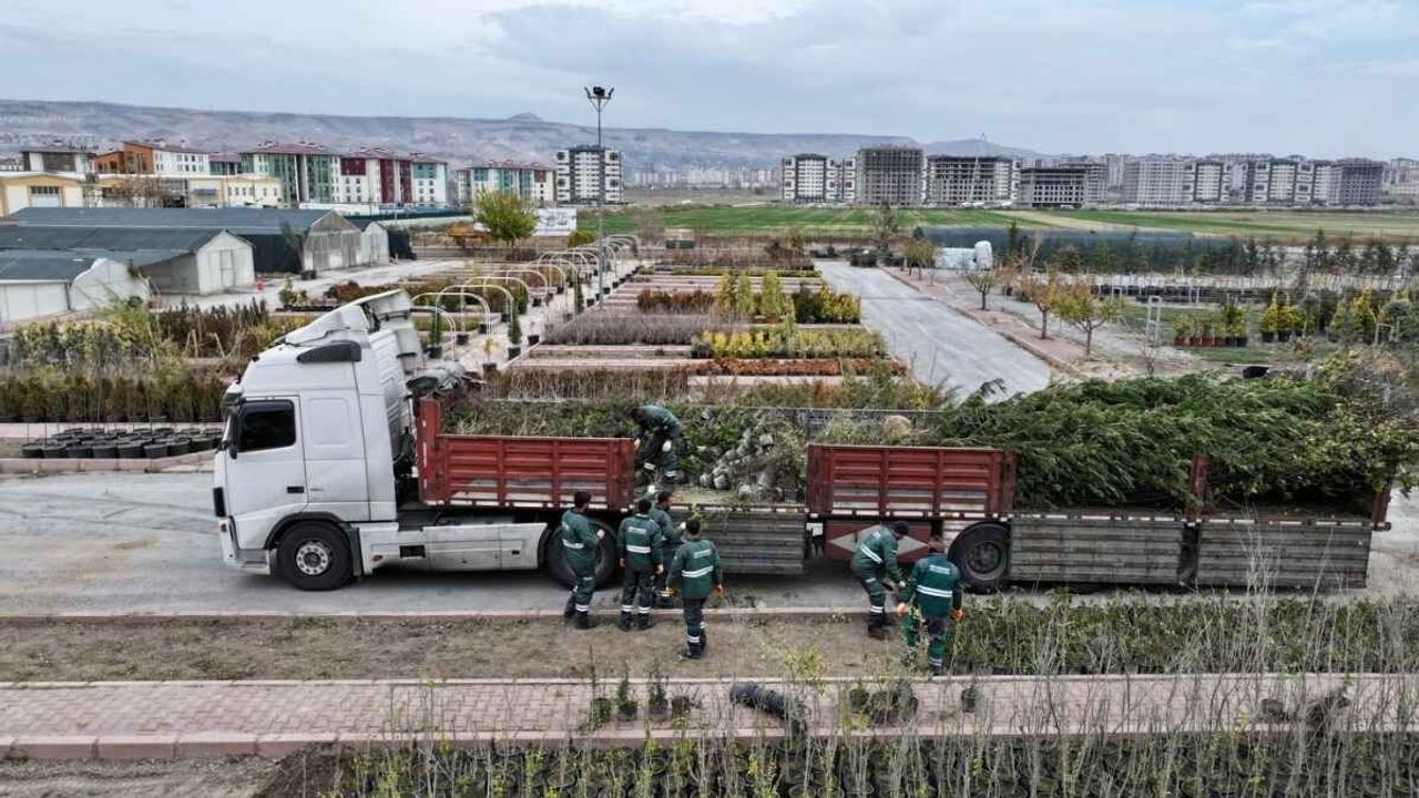 Kocasinan’da 2026 ağaçlandırma hamlesi: Yeni fidanlar sahaya iniyor!