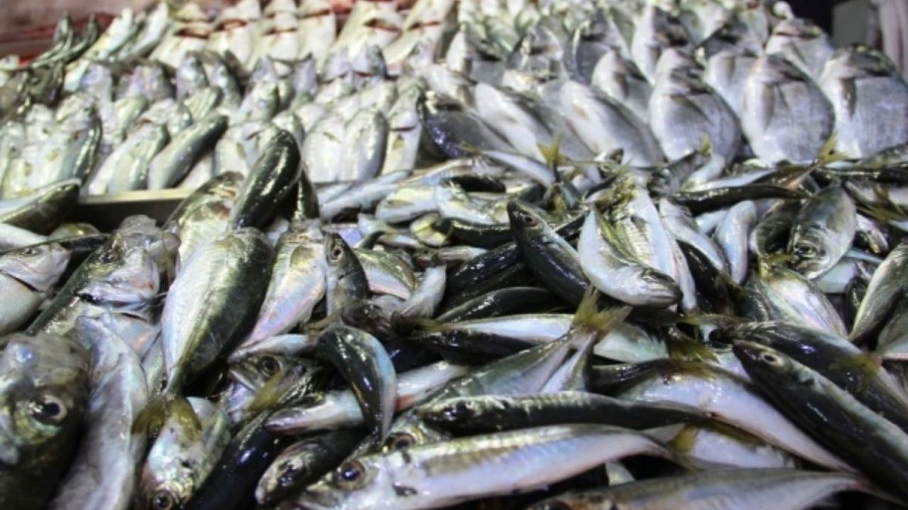 Kayserililer Dikkat! Zehirli balık 27 can aldı!