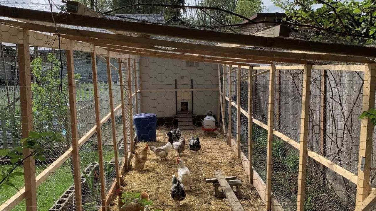 Kümeslerde denge bozuldu: Tavuk üretiminde artış yumurtada düşüş yaşandı