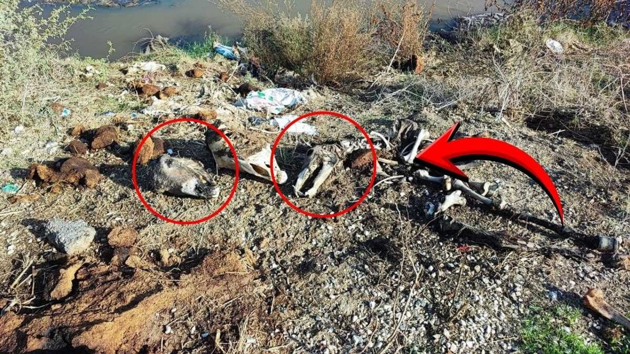 Adana’da dere kenarına kesilmiş at-eşek kafası ve parçaları atıldı!