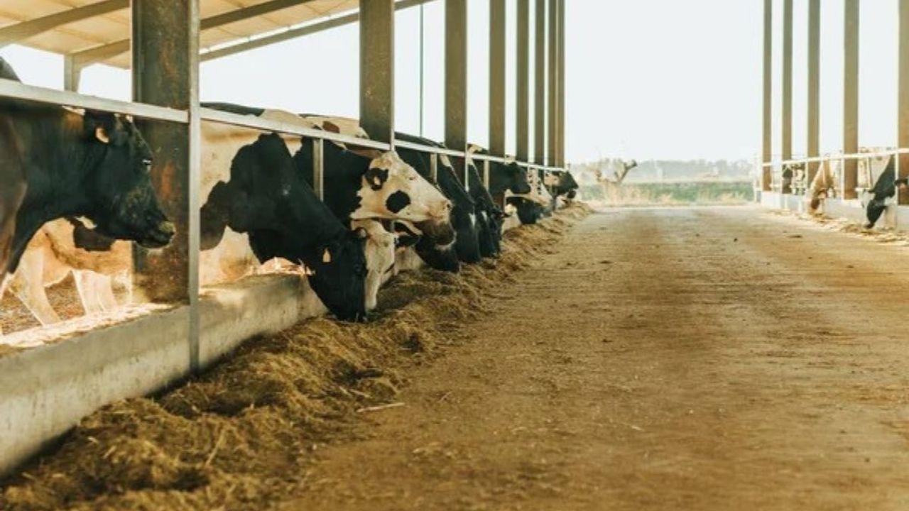 2025 Yılı 1. Dönem hayvancılık destekleri için son gün