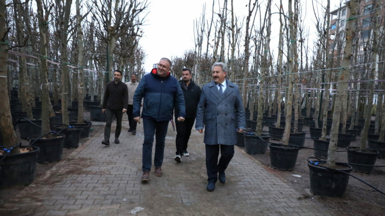 Kayseri yeşile doyacak! Belediye fidan değil, 20 yıllık ağaç dikiyor