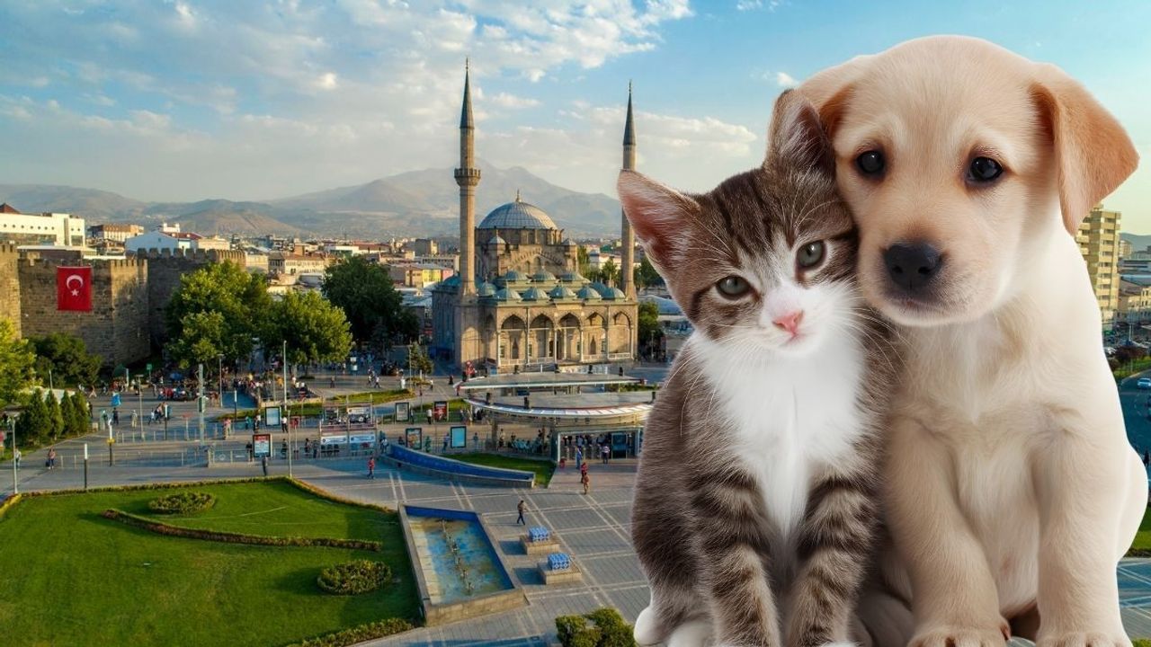 Kayseri’de kedi-köpeği olanlar dikkat: Yılbaşından önce yaptırmazsanız para cezası geliyor!