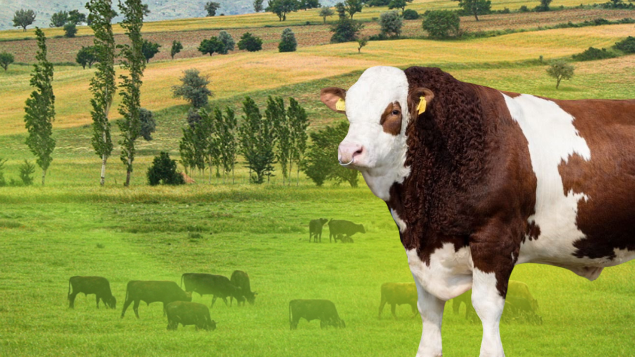 Kayseri İl Tarım’dan Duyuru:Karkas Desteği başvuruları başladı, şartlar neler?