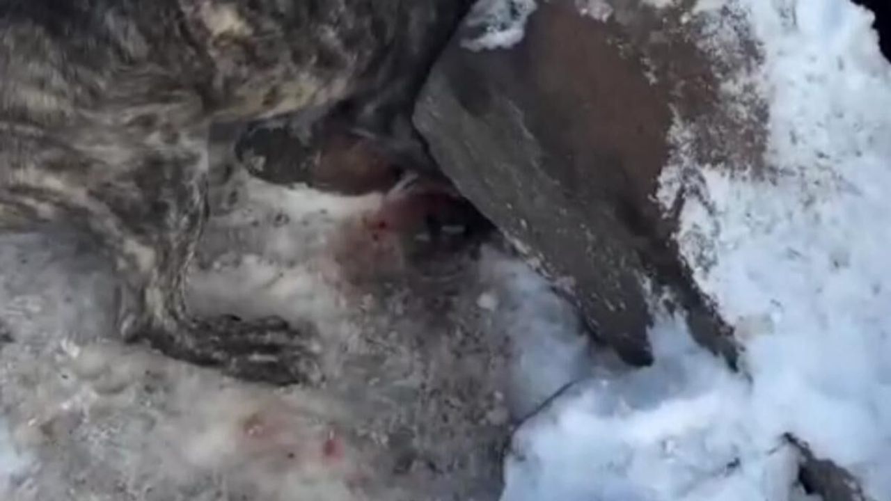 Tomarza’da yürekleri ağıza getiren anlar: Sıkışan köpek iş makinesiyle kurtarıldı