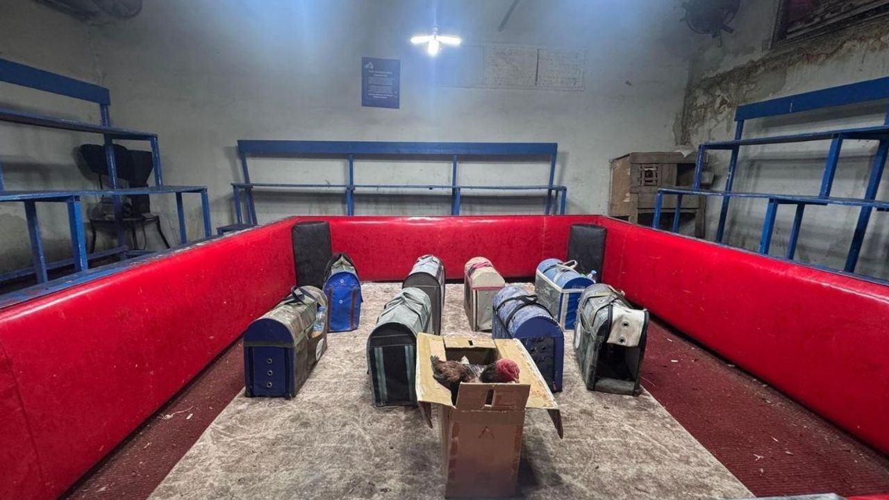 Adana’da horoz dövüşü baskını! Polis kılık değiştirdi